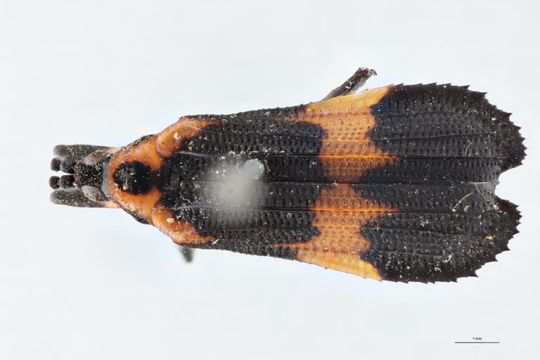 Xenochalepus transversalis Ex-T D.jpg