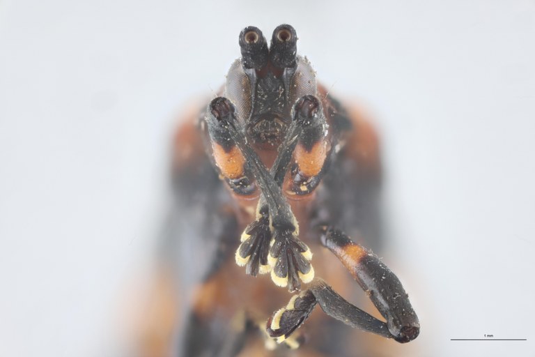 Xenochalepus transversalis Ex-T F-V.jpg