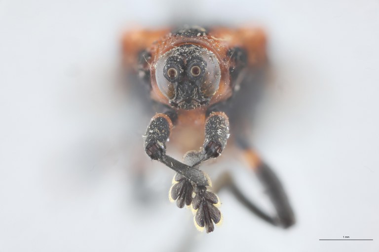 Xenochalepus transversalis Ex-T F.jpg