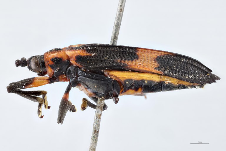 Xenochalepus transversalis Ex-T L.jpg