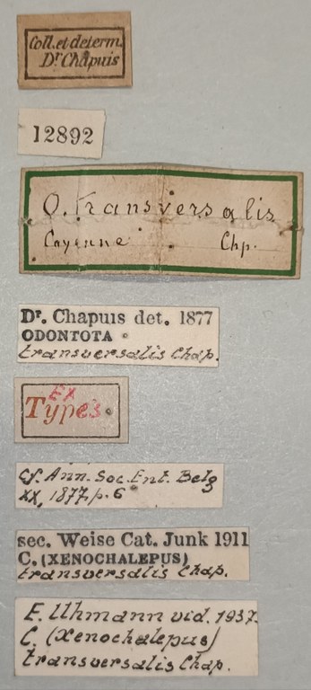 Xenochalepus transversalis Ex-T Labels.jpg