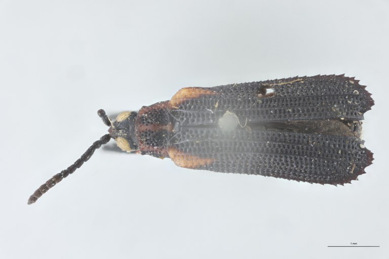 Xenochalepus trilineatus Ex-T D.jpg