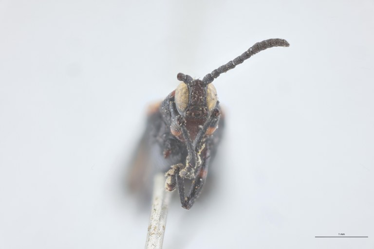 Xenochalepus trilineatus Ex-T F-V.jpg