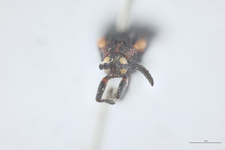 Xenochalepus trilineatus Ex-T F.jpg