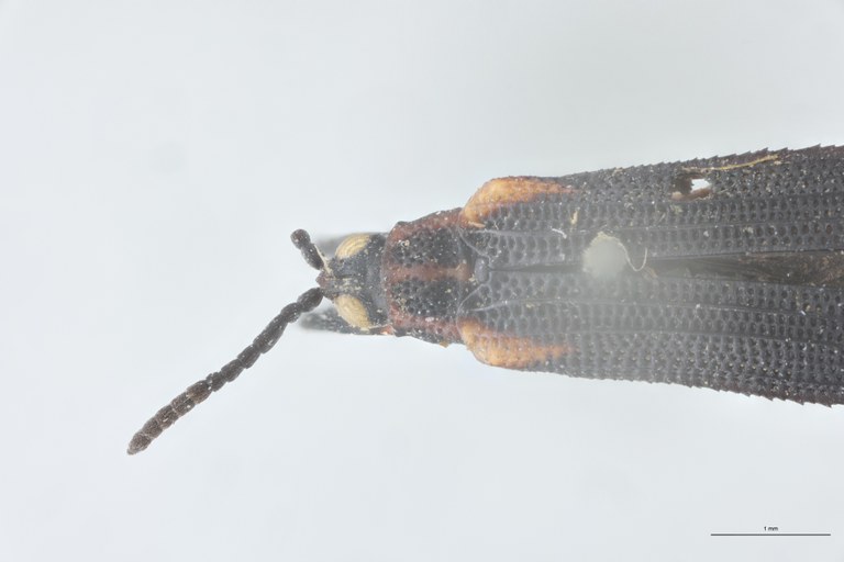 Xenochalepus trilineatus Ex-T Head-Close-Up.jpg