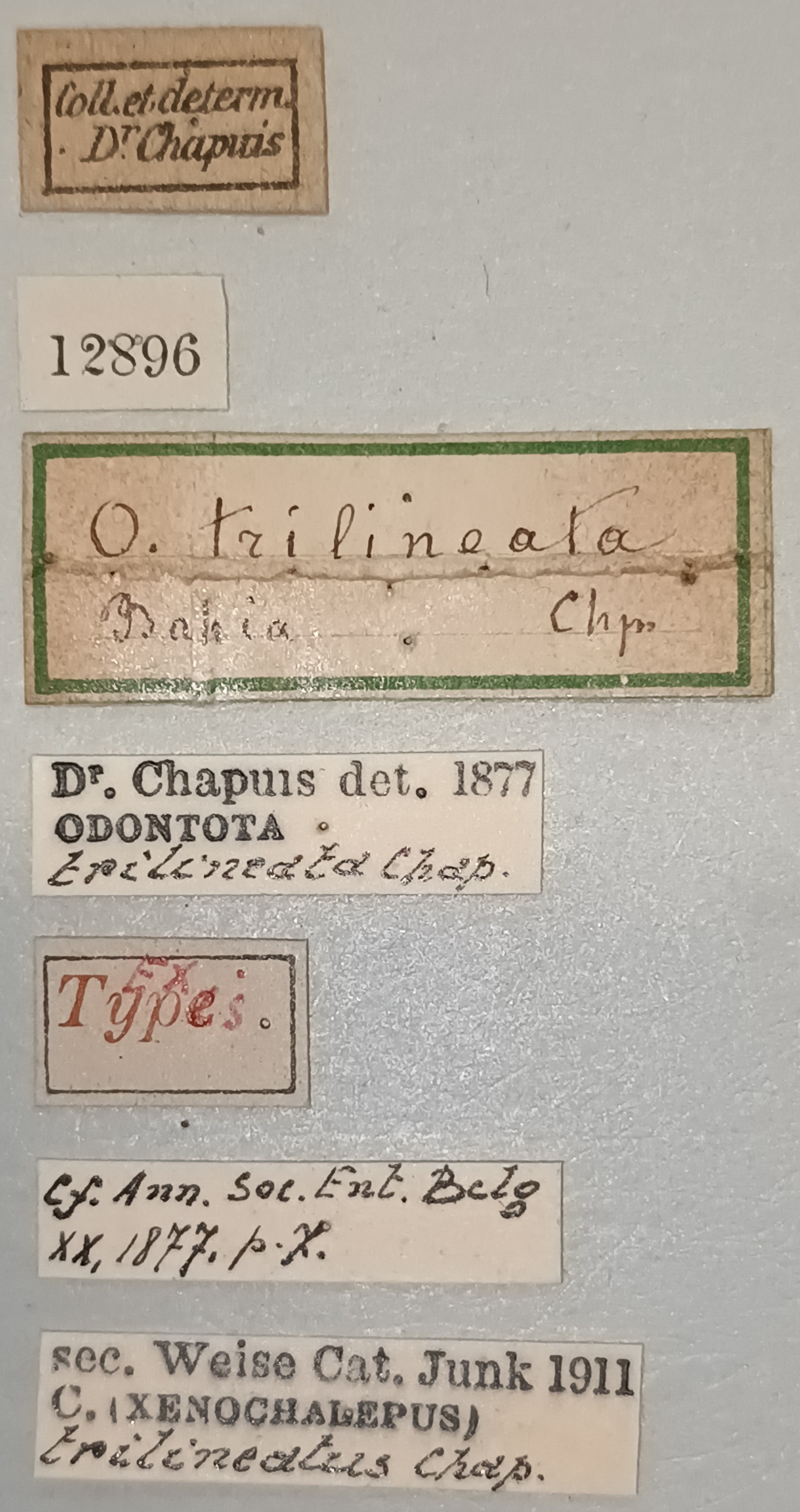 Xenochalepus trilineatus Ex-T Labels.jpg