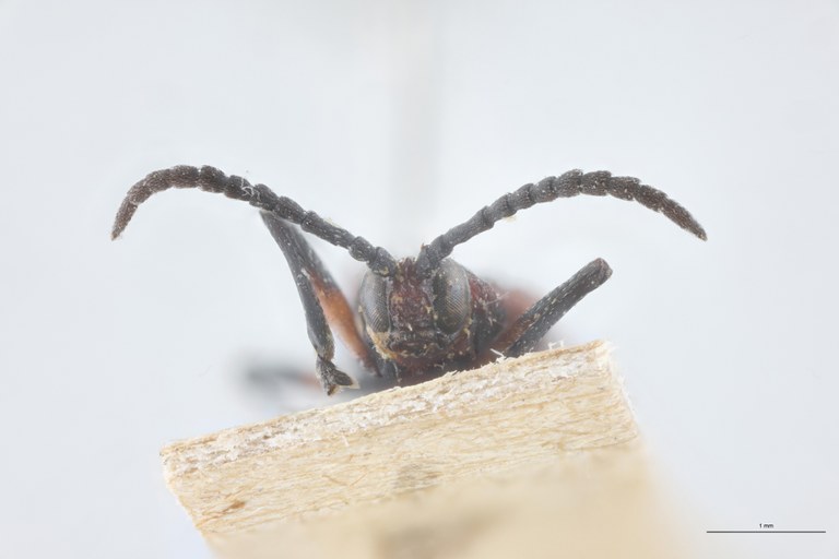 Xenochalepus trilineatus posticus T F-V.jpg