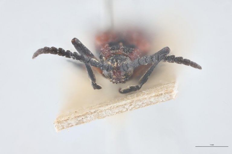 Xenochalepus trilineatus posticus T F.jpg