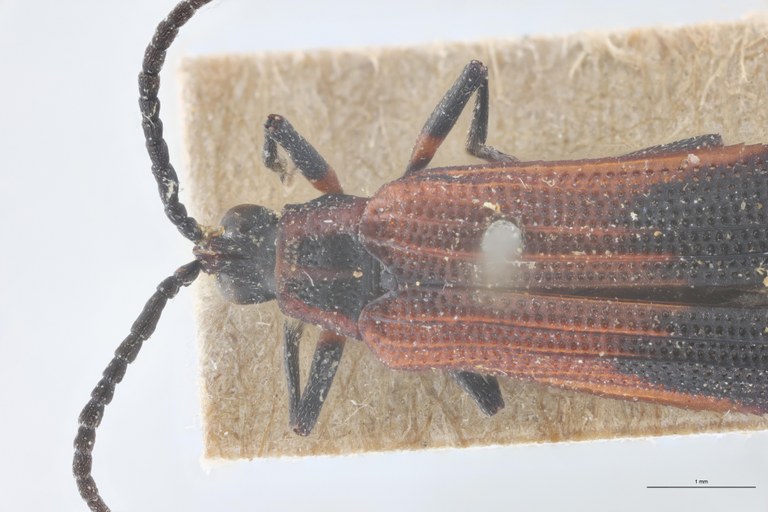 Xenochalepus trilineatus posticus T Head-Close-Up.jpg