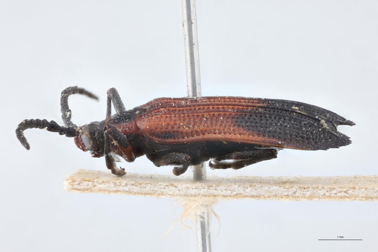 Xenochalepus trilineatus posticus T L.jpg