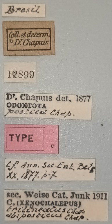 Xenochalepus trilineatus posticus T Labels.jpg