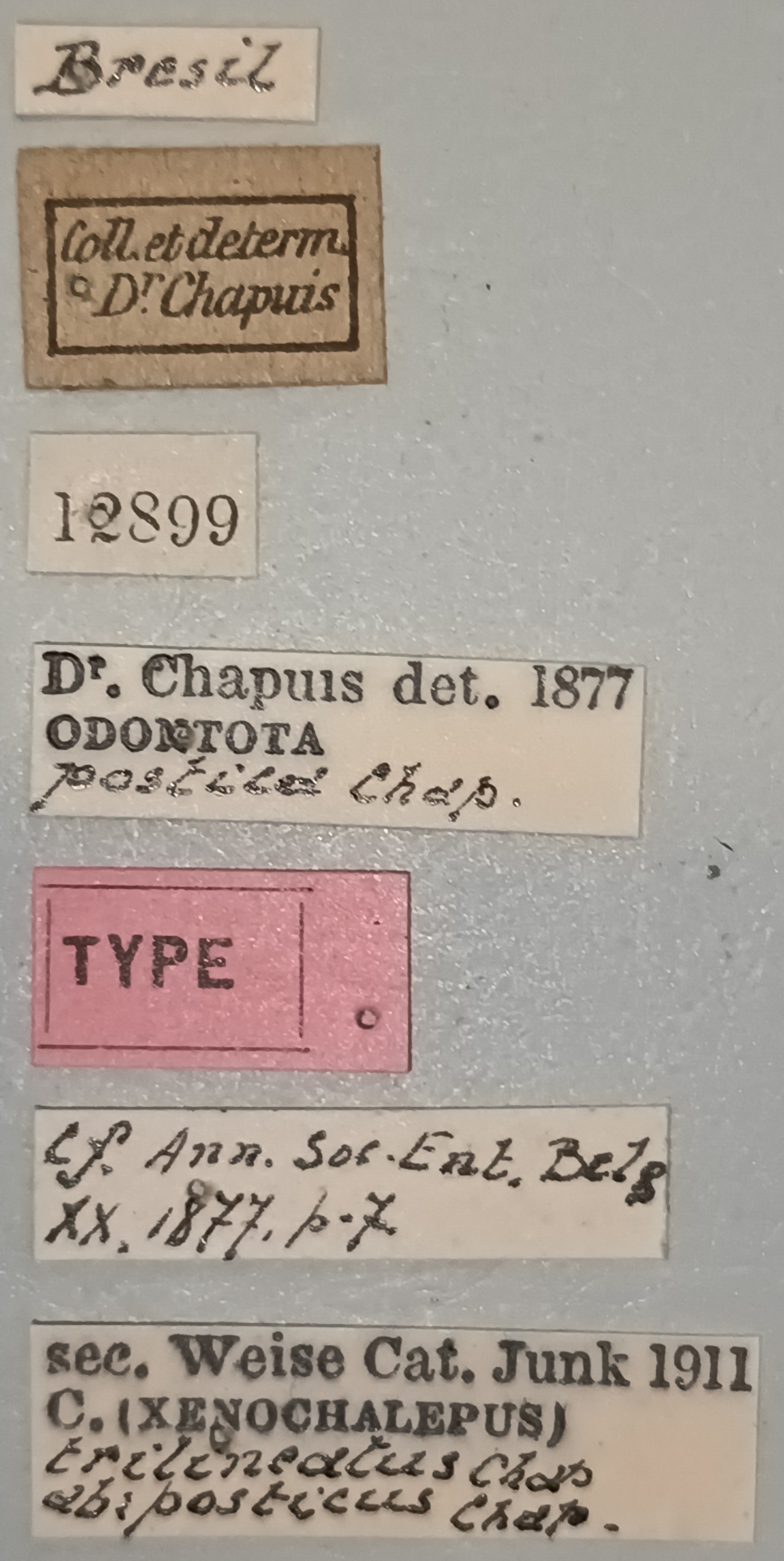 Xenochalepus trilineatus posticus T Labels.jpg