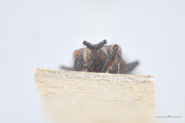 Xenochalepus trilineatus subaenea T F-V.jpg