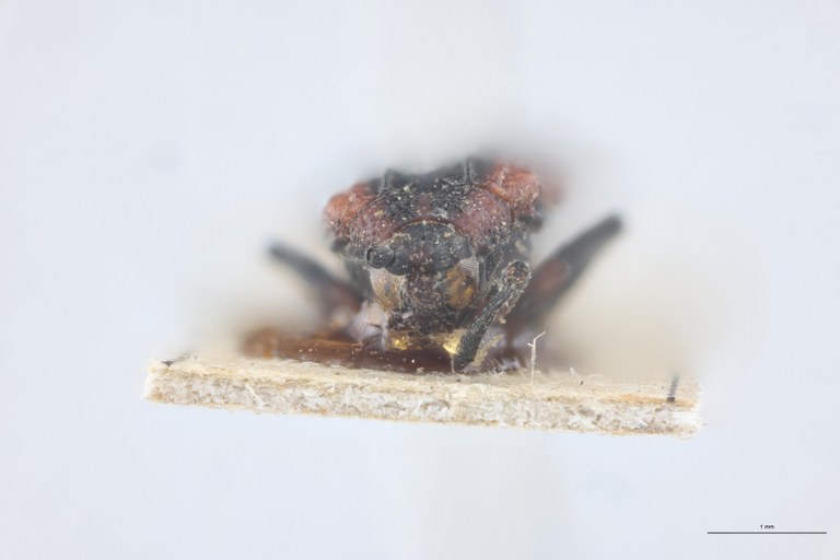 Xenochalepus trilineatus subaenea T F.jpg