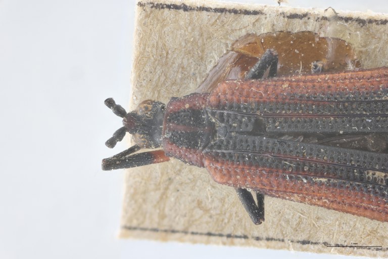 Xenochalepus trilineatus subaenea T Head-Close-Up.jpg