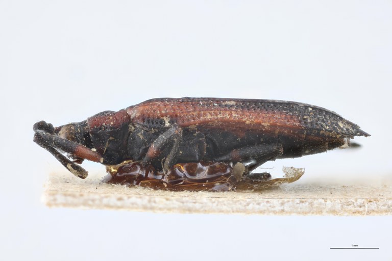 Xenochalepus trilineatus subaenea T L.jpg