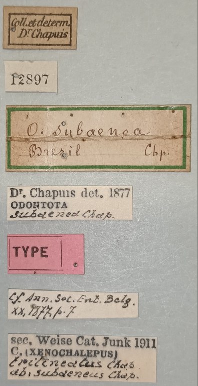 Xenochalepus trilineatus subaenea T Labels.jpg