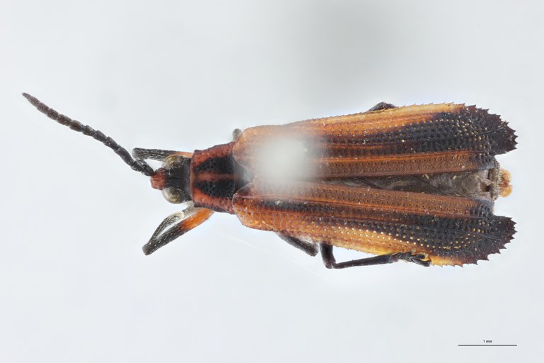 Xenochalepus trilineatus volxemi Ex-T D.jpg