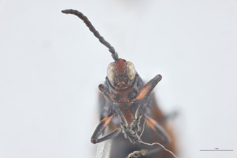 Xenochalepus trilineatus volxemi Ex-T F-V.jpg