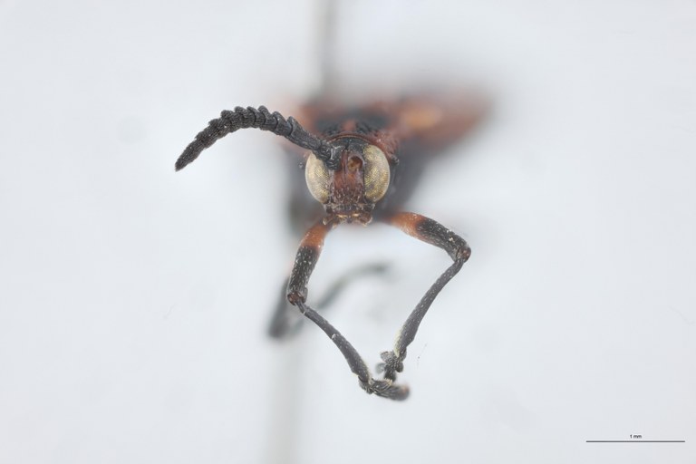 Xenochalepus trilineatus volxemi Ex-T F.jpg