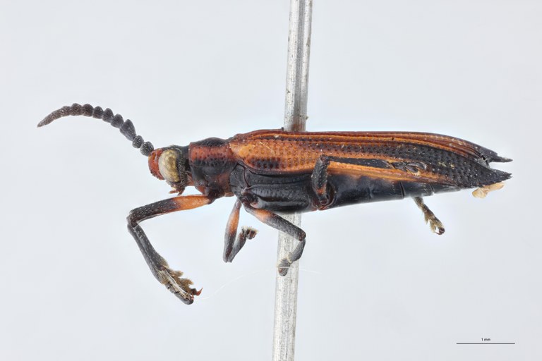 Xenochalepus trilineatus volxemi Ex-T L.jpg