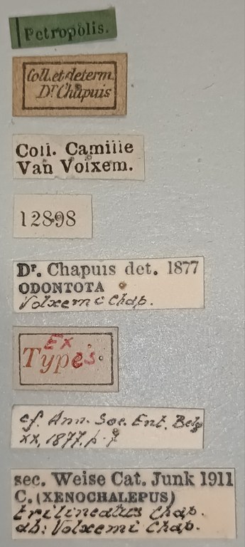 Xenochalepus trilineatus volxemi Ex-T Labels.jpg