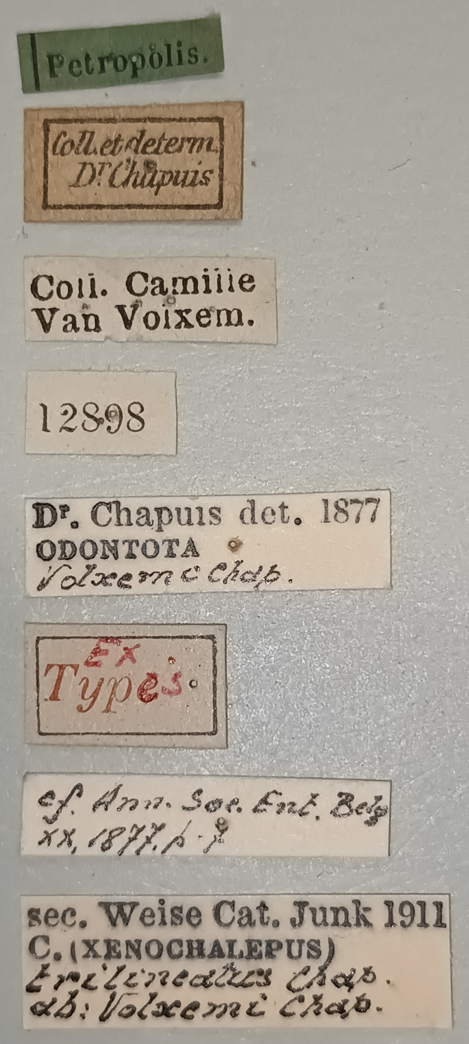 Xenochalepus trilineatus volxemi Ex-T Labels.jpg