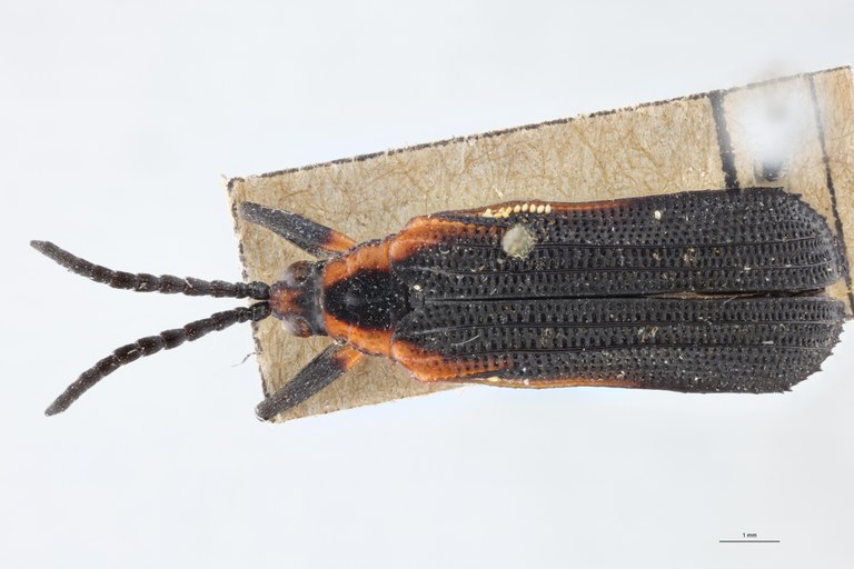 Xenochalepus velutinus Lt D.jpg