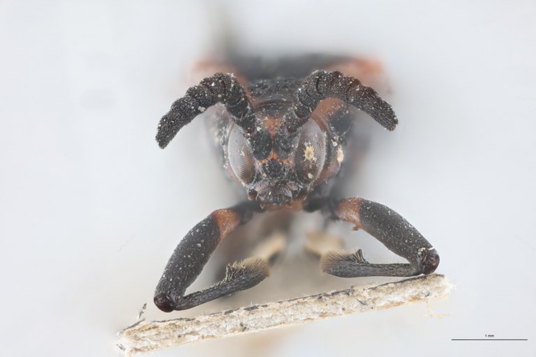 Xenochalepus velutinus Lt F.jpg