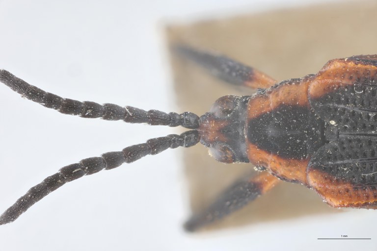 Xenochalepus velutinus Lt Head-Close-Up.jpg