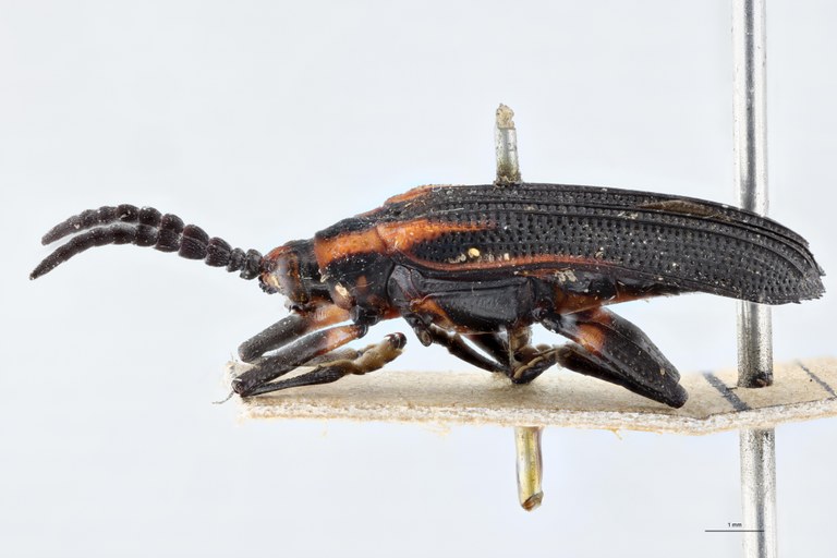 Xenochalepus velutinus Lt L.jpg