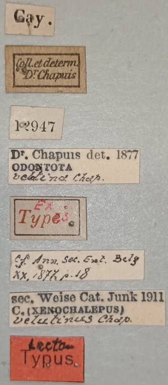 Xenochalepus velutinus Lt Labels.jpg