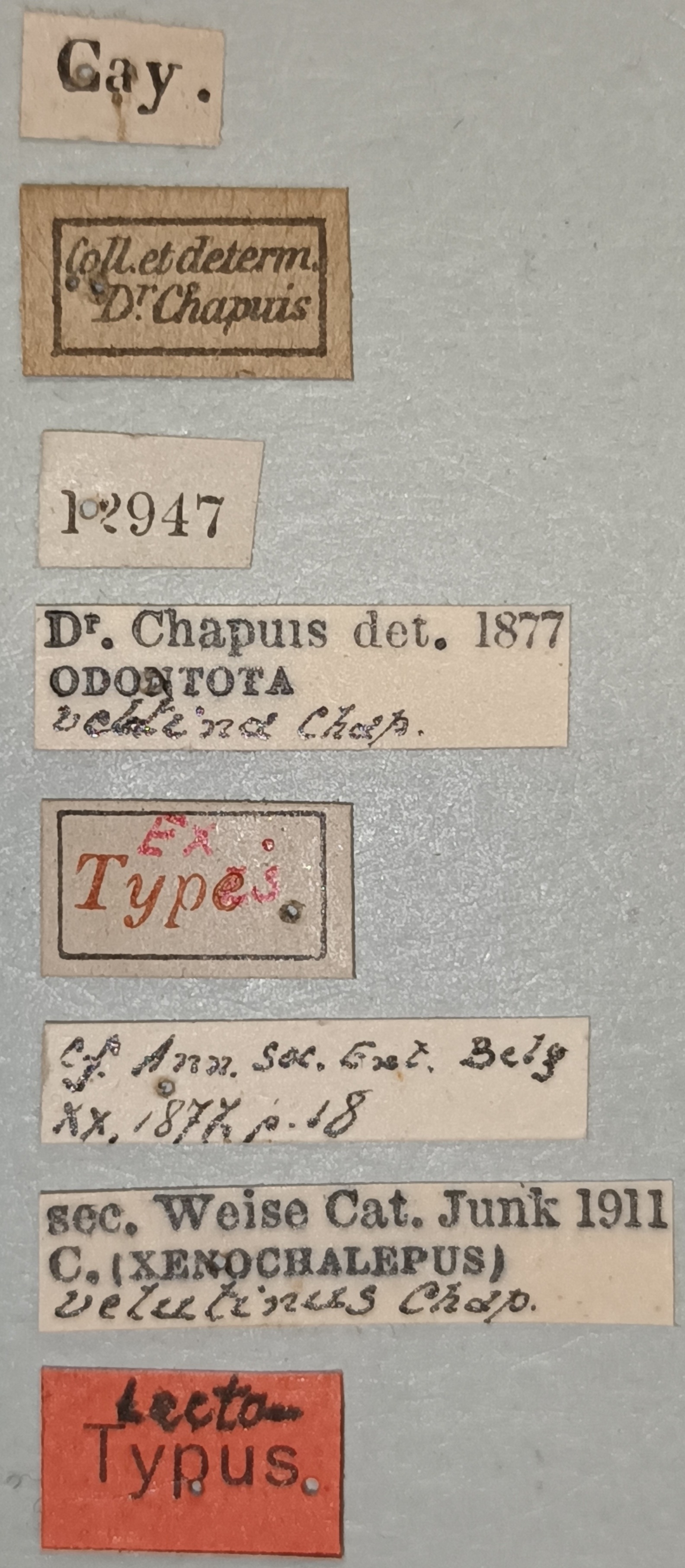 Xenochalepus velutinus Lt Labels.jpg