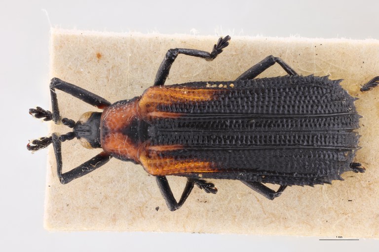 Xenochalepus waterhousei Ex-T D.jpg