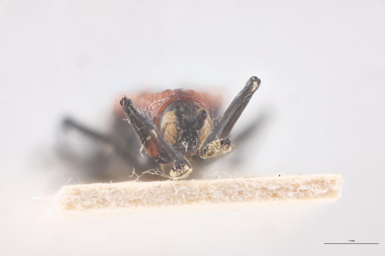 Xenochalepus waterhousei Ex-T F-V.jpg