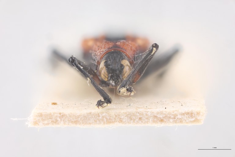 Xenochalepus waterhousei Ex-T F.jpg