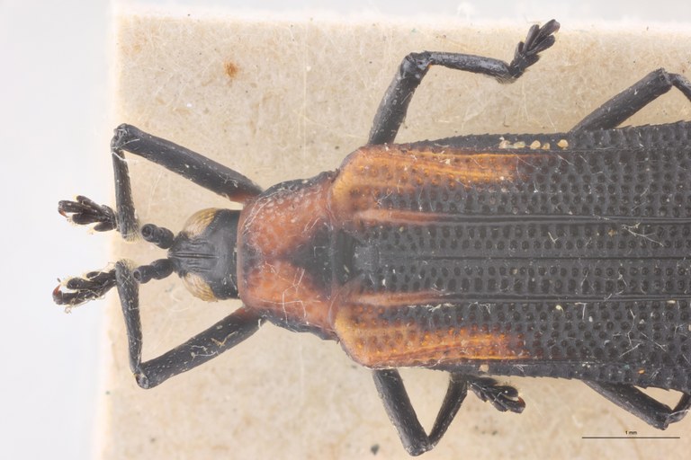 Xenochalepus waterhousei Ex-T Head-Close-Up.jpg