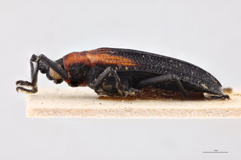 Xenochalepus waterhousei Ex-T L.jpg