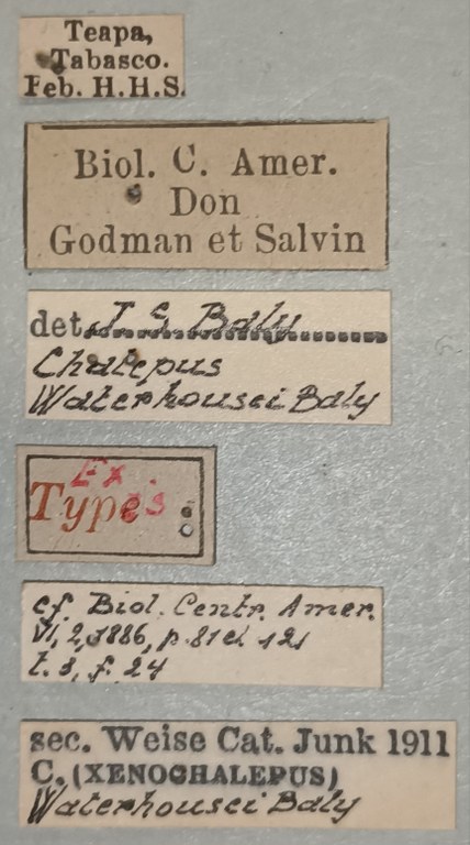 Xenochalepus waterhousei Ex-T Labels.jpg