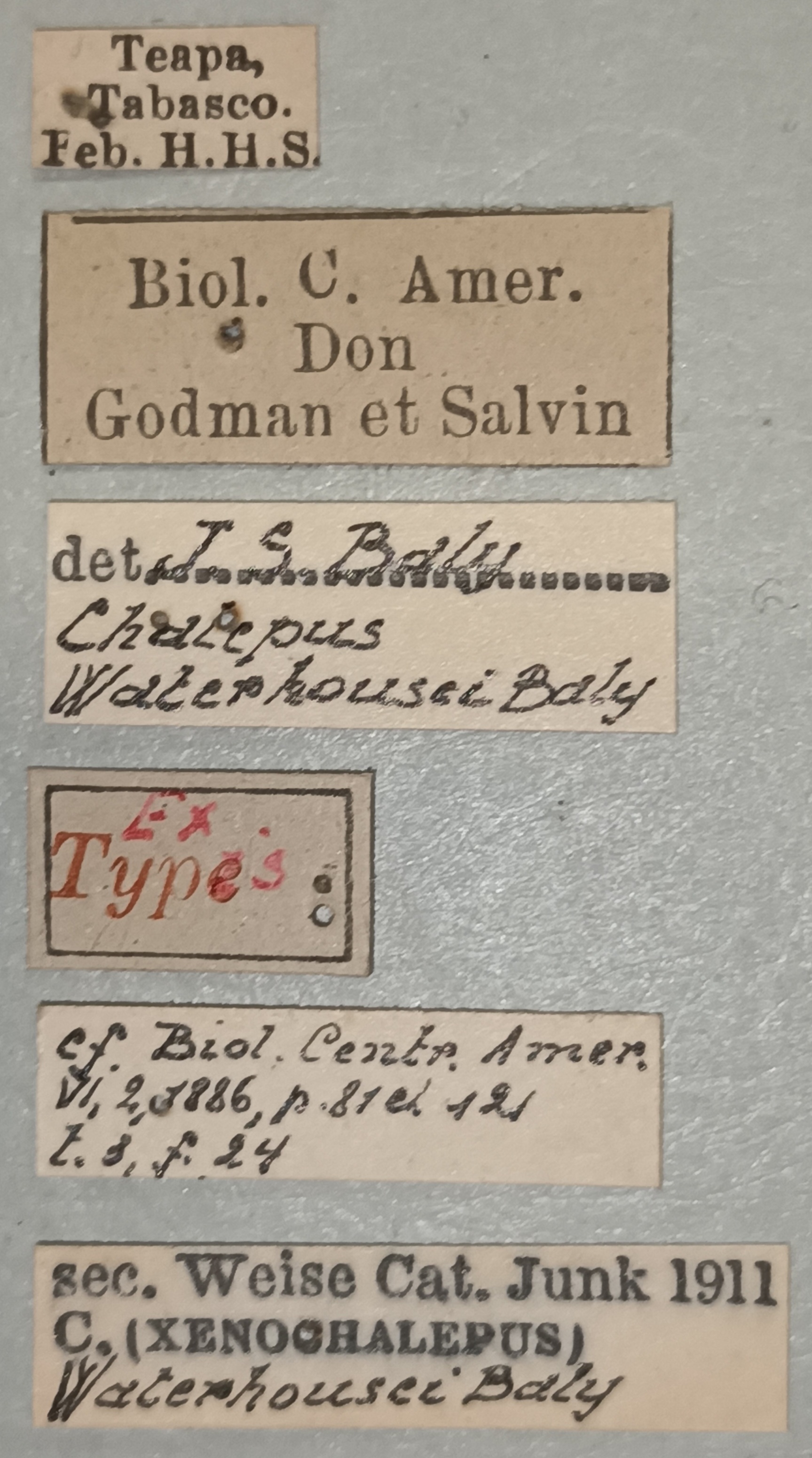 Xenochalepus waterhousei Ex-T Labels.jpg