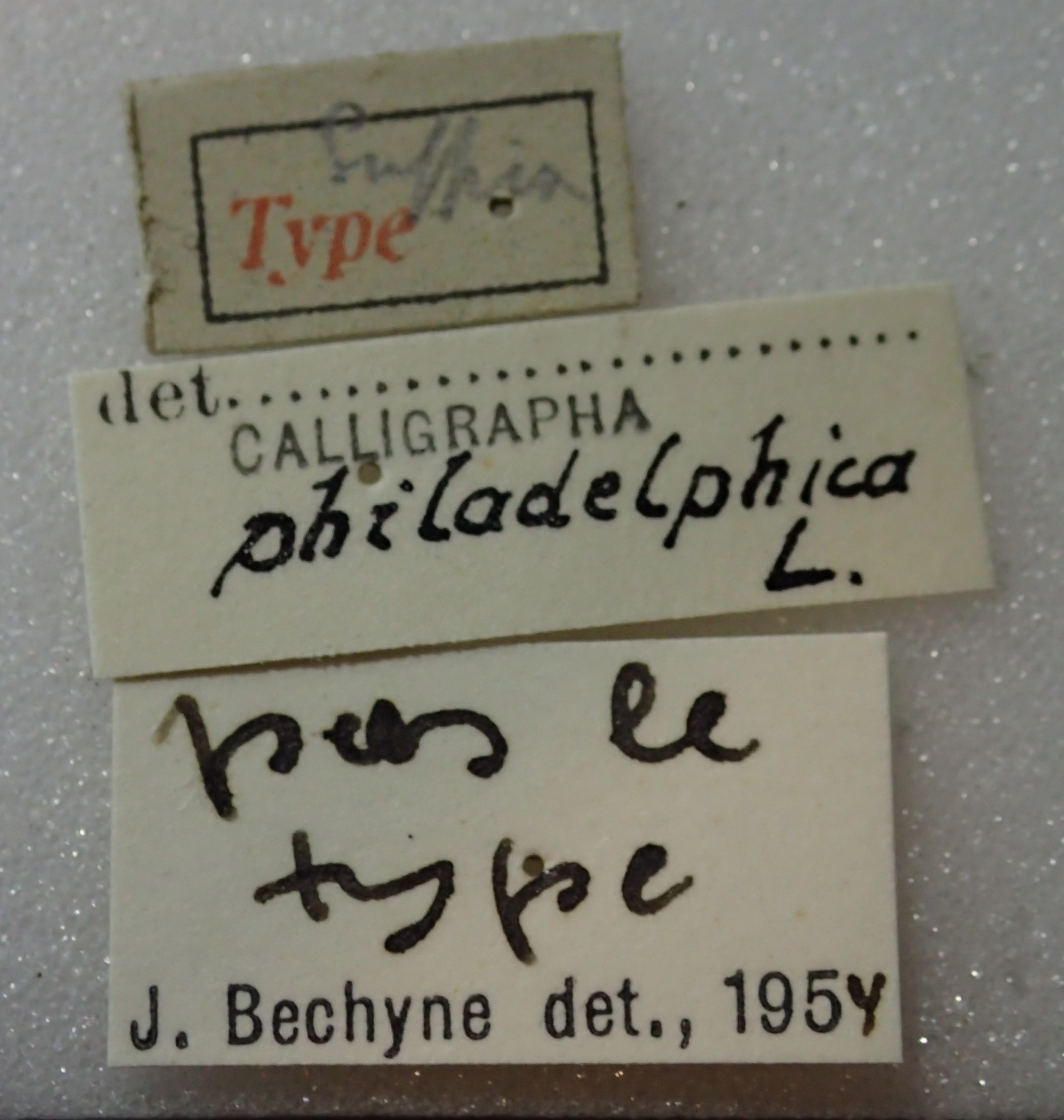 BE-RBINS-ENT Calligrapha_313 Calligrapha philadelphica Label.jpg