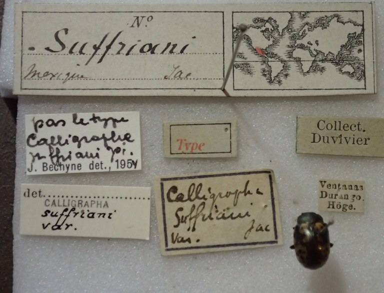 BE-RBINS-ENT Calligrapha_510 Calligrapha suffriani Label.jpg