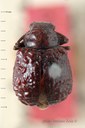 BE-RBINS-ENT Bechyneia spinosa 1 - 7804 - 7818.JPG
