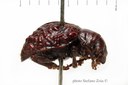 BE-RBINS-ENT Bechyneia spinosa 1 - 7820 - 7840.JPG