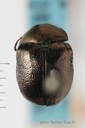 BE-RBINS-ENT Colasposoma senegalense 1 - 7092 - 7122.JPG