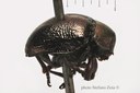 BE-RBINS-ENT Colasposoma senegalense 1 - 7123 - 7154.JPG