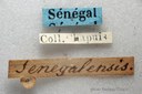 BE-RBINS-ENT Colasposoma senegalense 1 - 7155.JPG