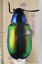 BE-RBINS-ENT Corynodes compressicornis subspecies exsul Cotype 1 - 5758 - 5781.JPG