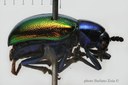 BE-RBINS-ENT Corynodes compressicornis subspecies exsul Cotype 1 - 5782 - 5809.JPG