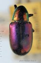 BE-RBINS-ENT Corynodes dejeani subspecies kolbei 1 - 5935 - 5961.JPG